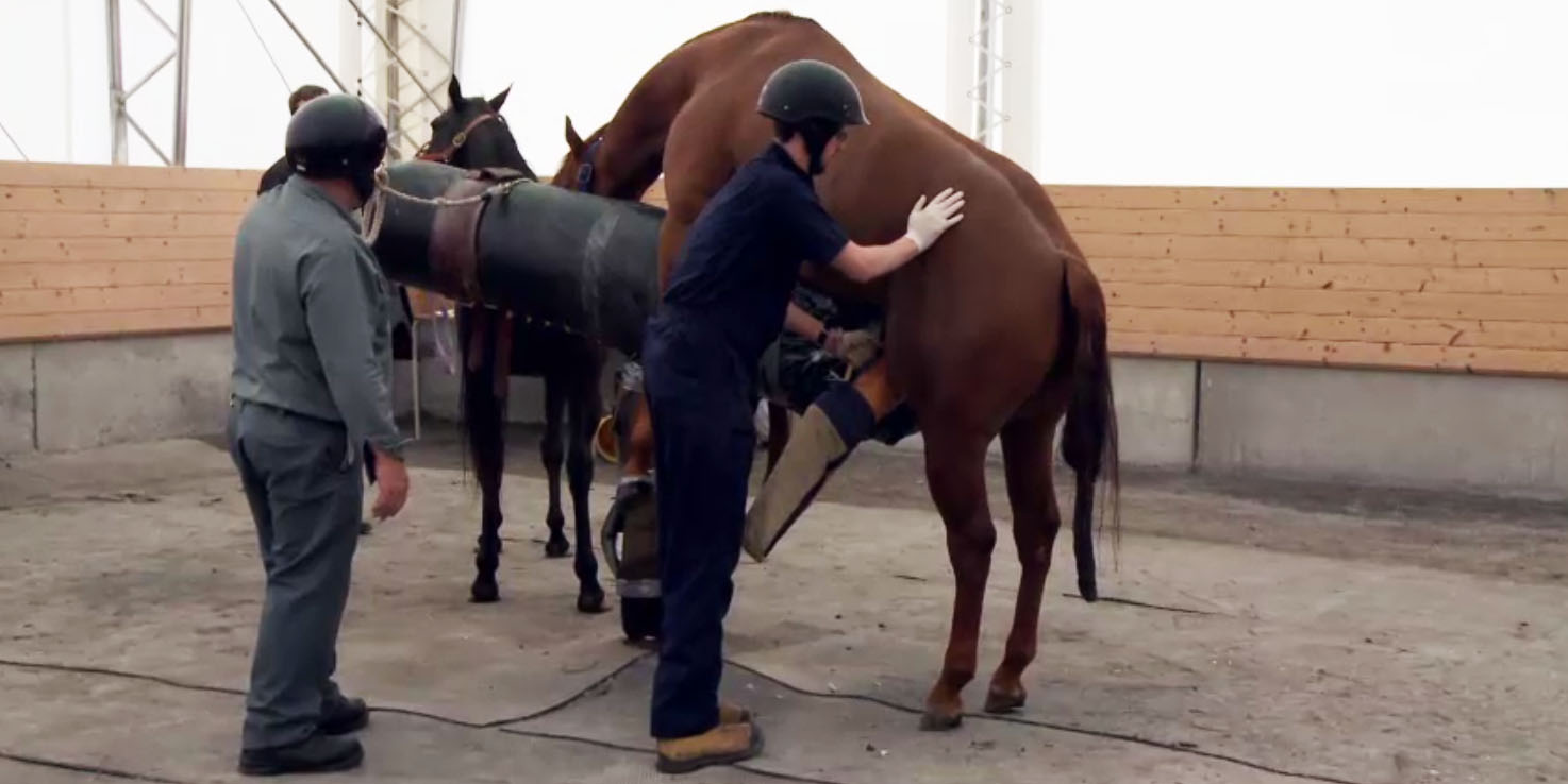 Service de reproduction équine Centre hospitalier universitaire