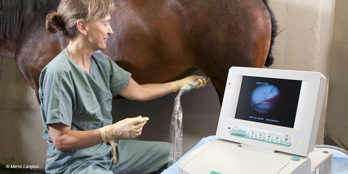 The Equine Surgery Service acquires a stifle standing arthroscopy