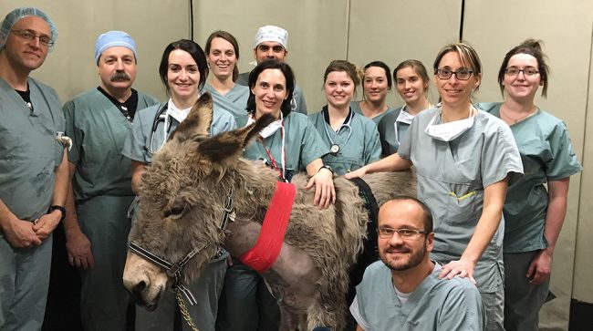 Donkey – pacemaker