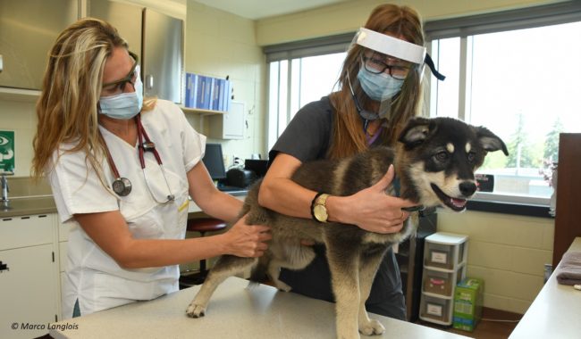 Exam of a dog at the shelter