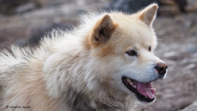Nunavik dog