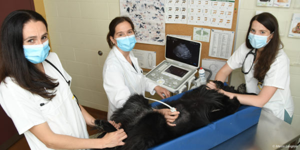 Generald practice team doing an ultrasound to a dog