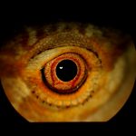 oeil de reptile