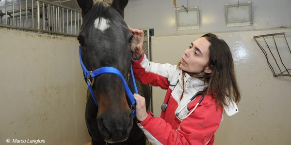 Examen vétérinaire équin par clinicienne du Service ambulatoire