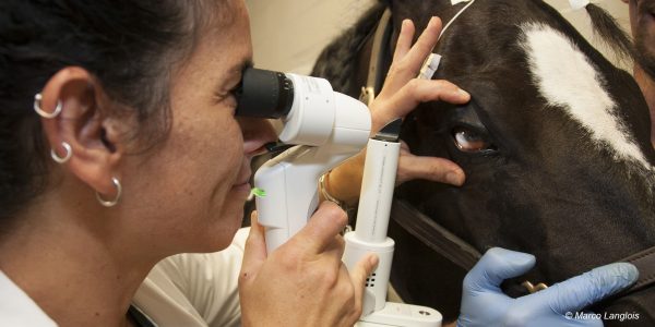 Examn ophalmologique d'un cheval
