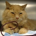 transfusion sanguine chez un chat