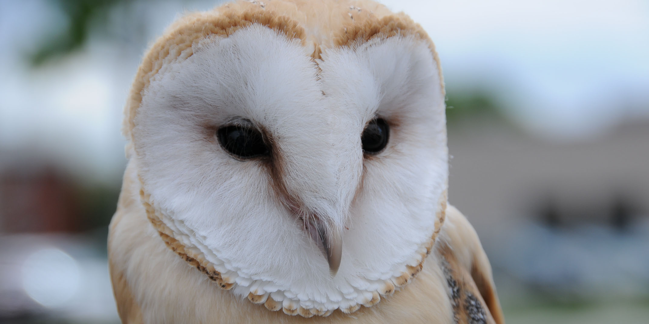 chouette effraie des clocher 5