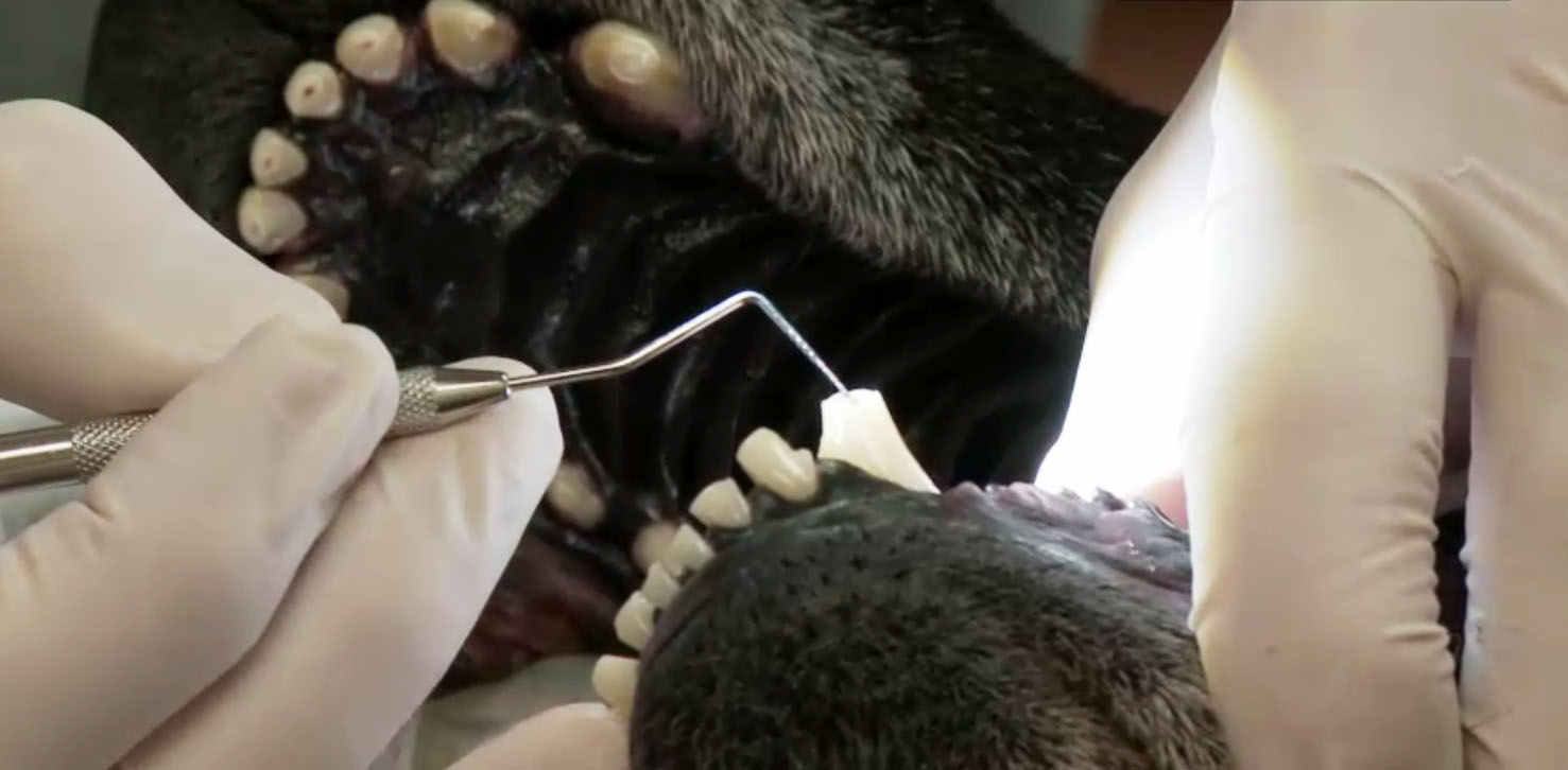 soins dentaires chez un chien