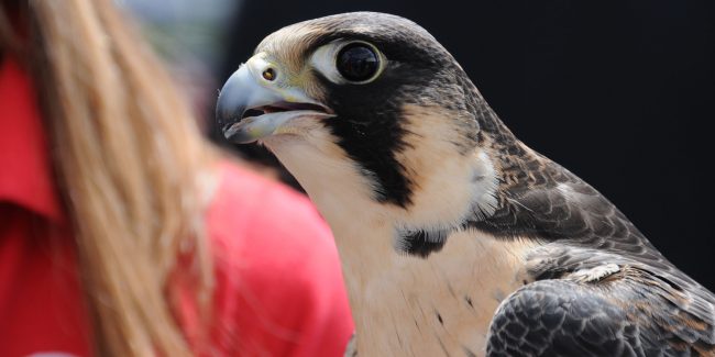 proie1 oiseau de proie 5