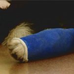 bandage d'une patte d'un chien