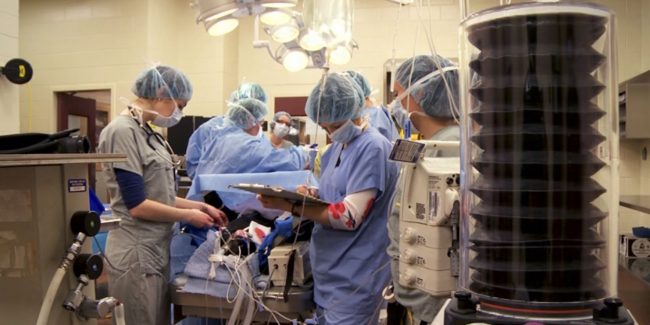 chx bovin1 chirurgie bovine et équipe