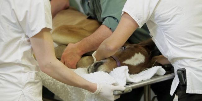 poulain sur une civière 2