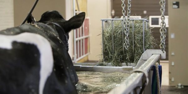vache dans la piscine bovine avec foin 2