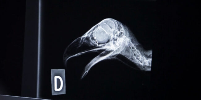 radiographie d'un oiseau de proie