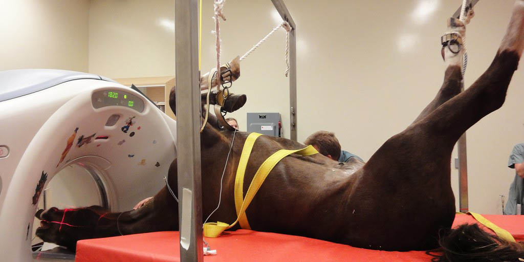 Examen de tomodensitométrie chez un cheval