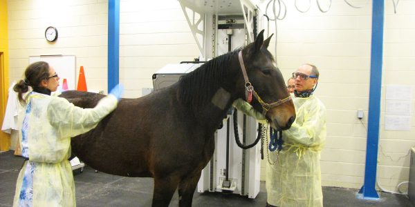 examen de scintigraphie chez un cheval avec technicienne et animalier