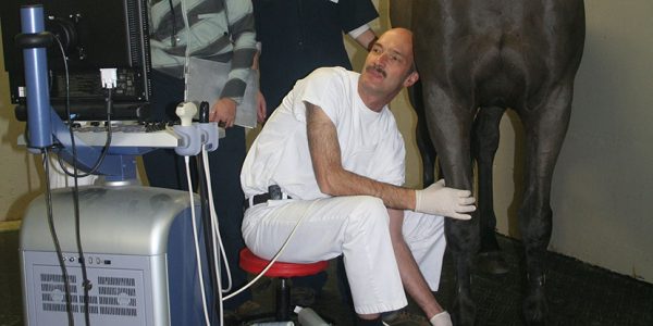 Dr Yves Rossier qui effectue une échographie chez un cheval