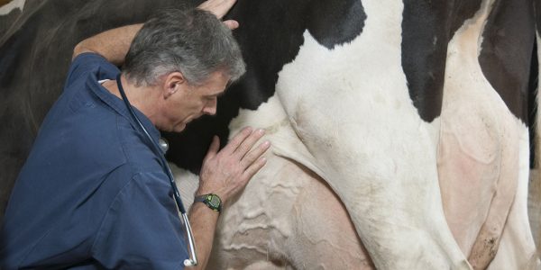 Luc Descoteaux, examen du pis d'une vache