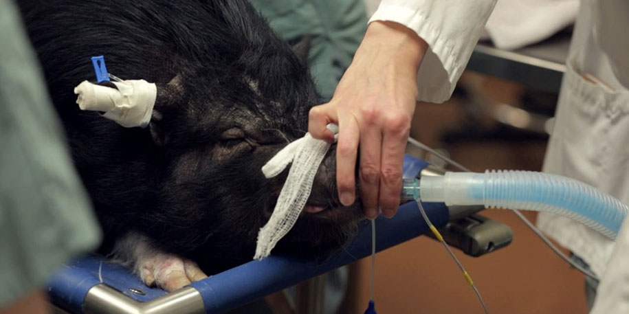 anesthesie d'un cochon vietnamien