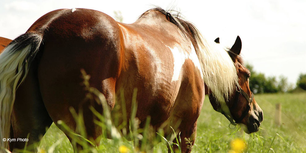 Cheval paint au pré