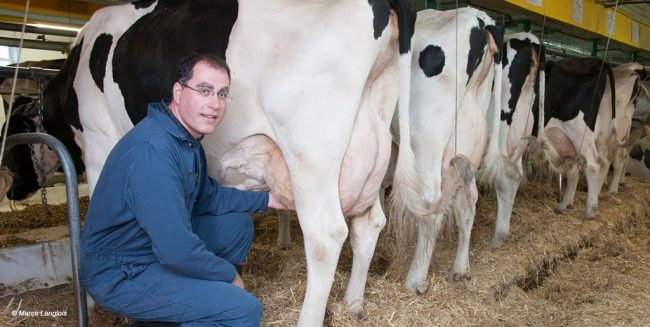 jean-philippe roy à la ferme avec troupeau de vaches