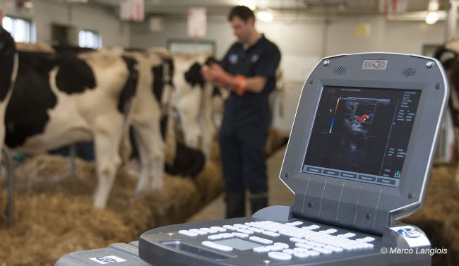 ambul echographe Échographe dans une ferme bovine