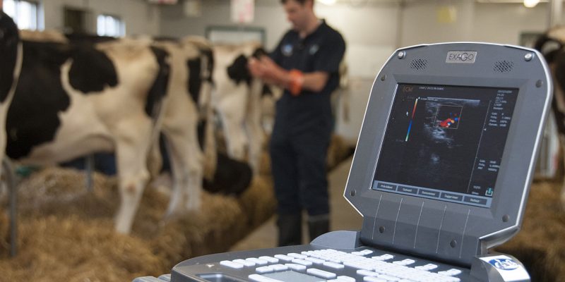 Échographe dans une ferme bovine