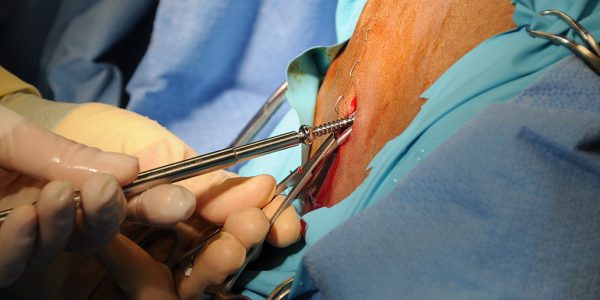 Nouvelle procédure chirurgicale effectuée à l'Hôpital équin pour les kystes au grasset 2