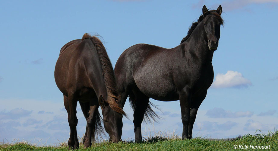 juments canadiennes au pré