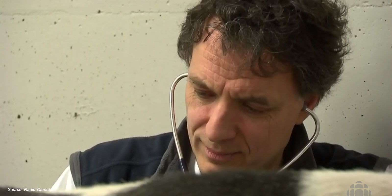 gilles fecteau qui examine une vache