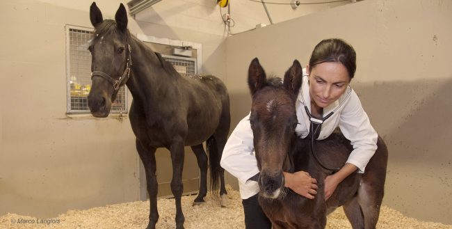 Dre Mathilde Leclère qui examine un poulain