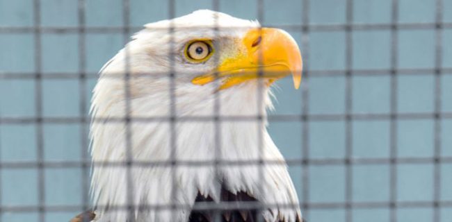 pygargue pygargue à tête blanche dans un enclos