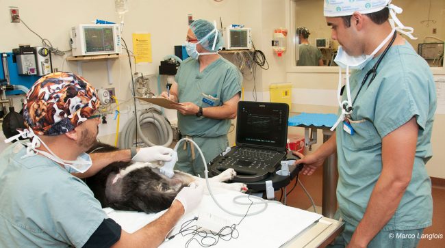 anesthesie locorégionale 1