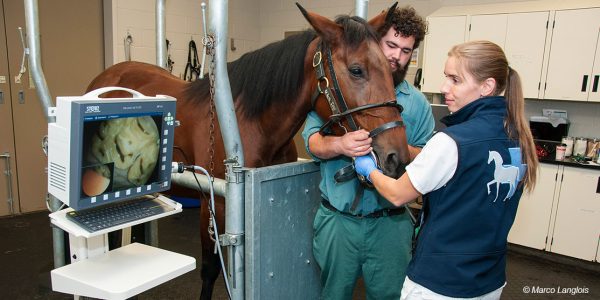 Utilisation d'un endoscope buccal à l'Hôpital équin