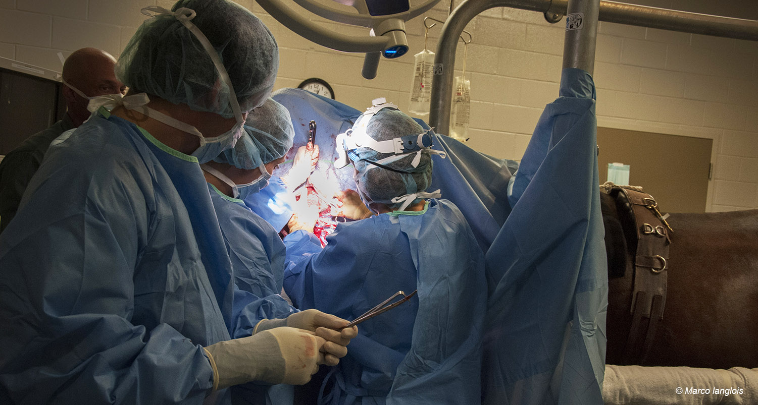 laryngoplastie laryngoplastie chez un cheval