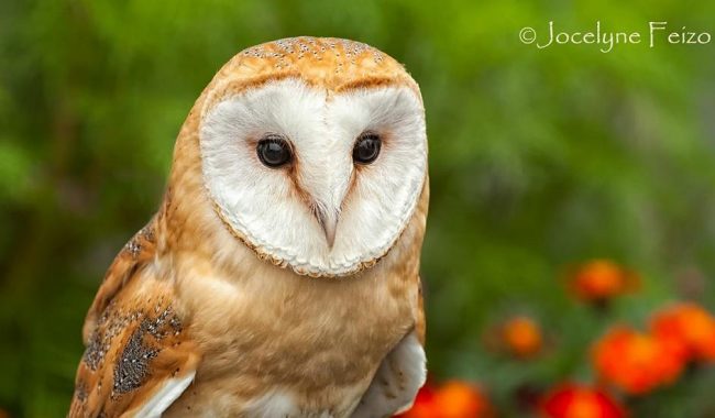 effraie des clochers6 effraie des clocher