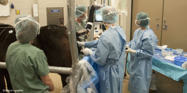 Lithotripsie équine par équipe vétérinaire 2