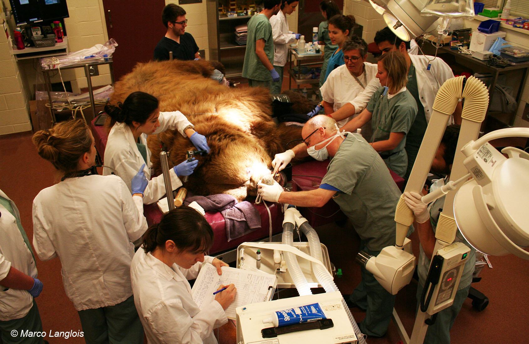 Dentisterie sur un grizzly
