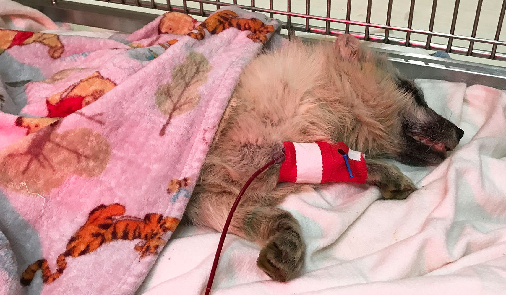 transfusion sanguine chez un renard polaire