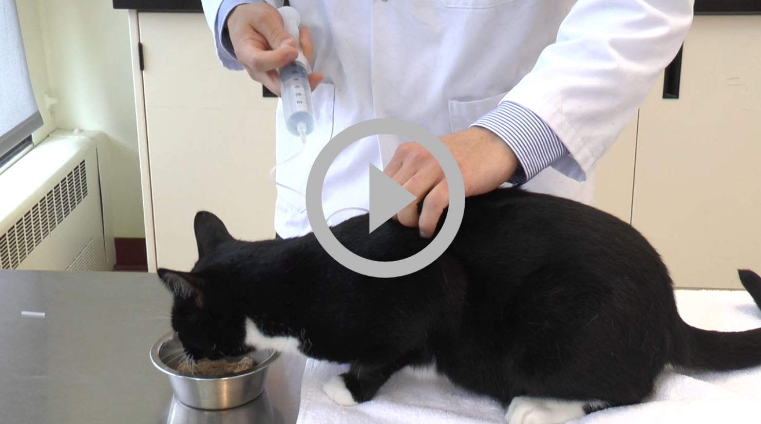 Vidéo d'administration de fluides chez un chat