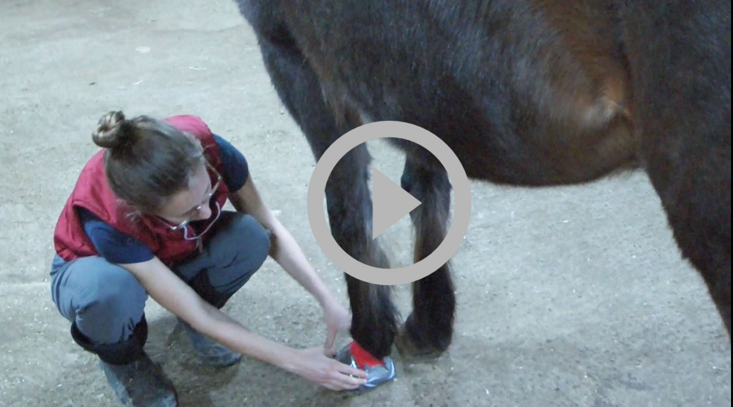 Bandage de pied chez un cheval