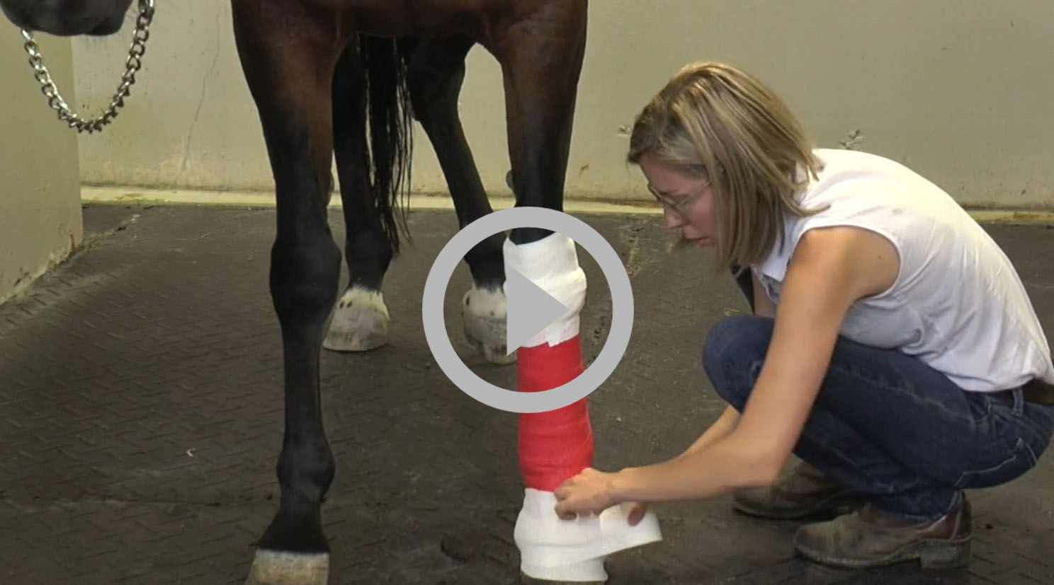 Vidéo pose de bandage équin