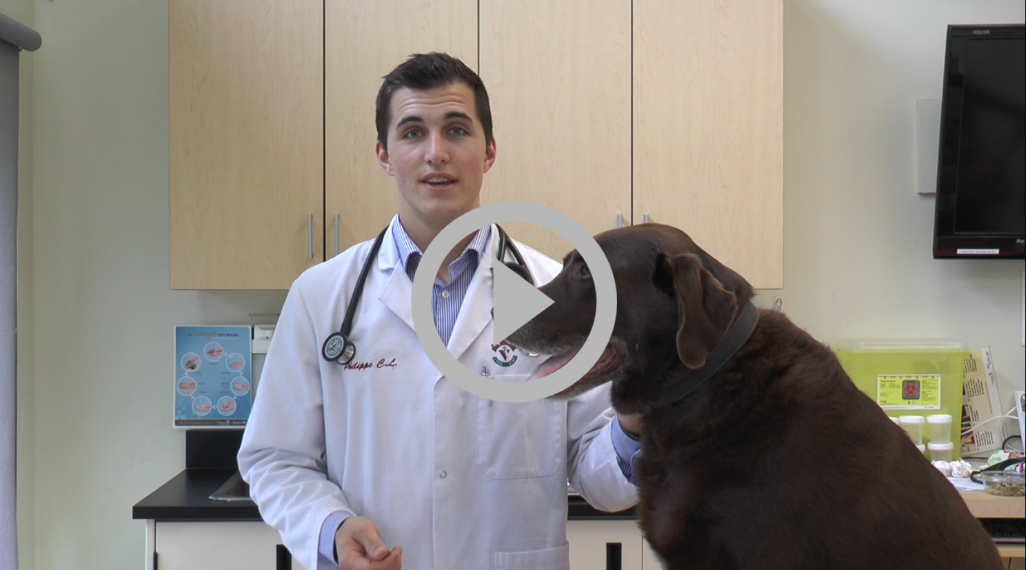 VIdéo administration d'une médication à un chienn