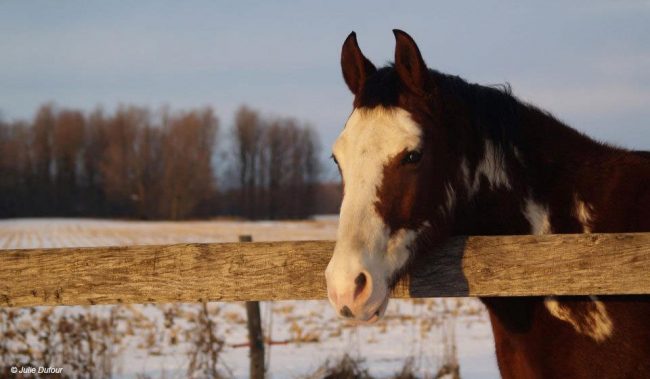 Cheval à l'extérieur en hiver