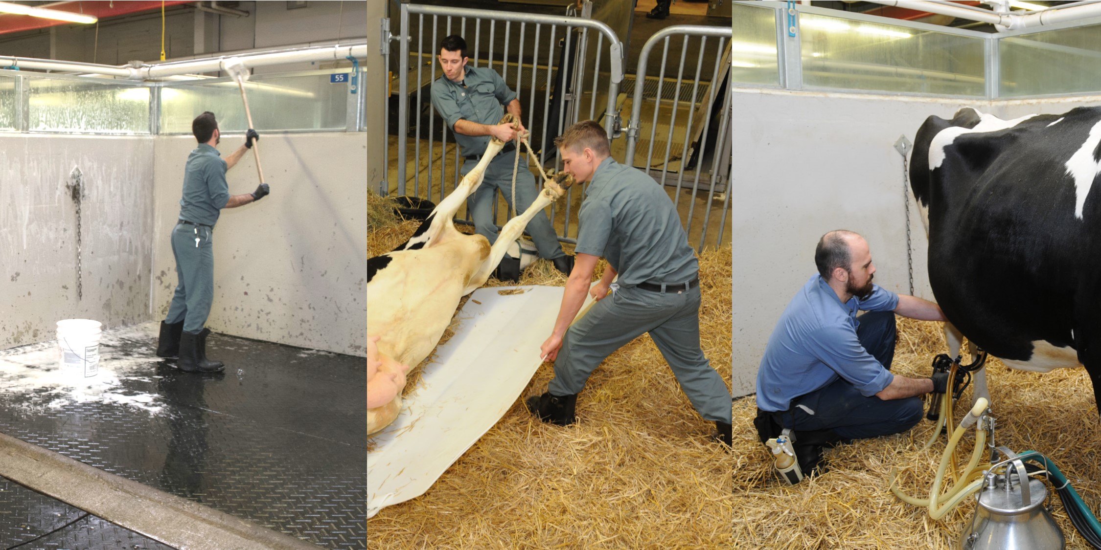 Tâches de préposés aux soins animaliers bovins
