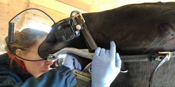 Vétérinaire effectuant un examen de dentisterie équine
