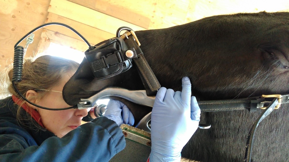 Vétérinaire effectuant un examen de dentisterie équine