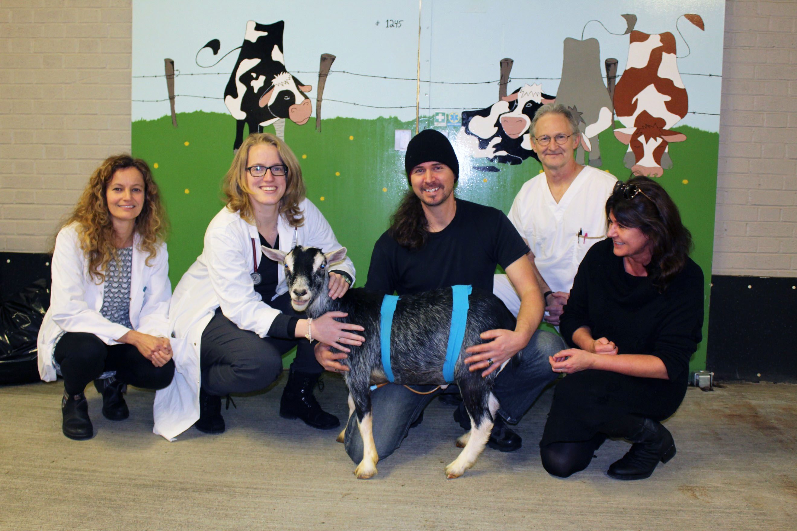 stent urétral chez un bouc1 équipe après la pose d'un stent urétral chez un bouc