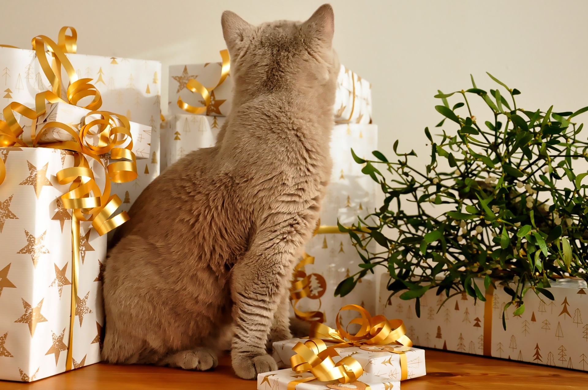 Chat et cadeaux de Noël