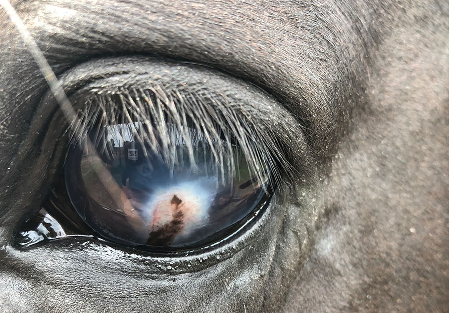 Oeil de cheval